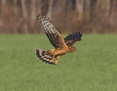 Blauwe Kiekendief - Hen Harrier