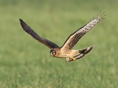 Blauwe Kiekendief - Hen Harrier