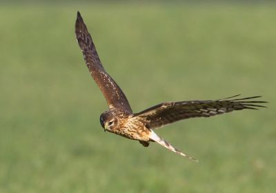 Blauwe Kiekendief - Hen Harrier