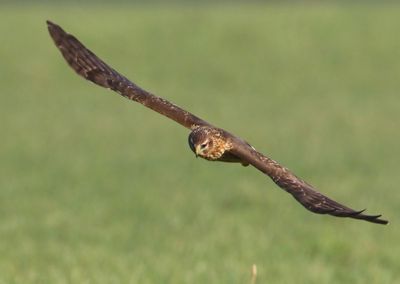 Blauwe Kiekendief - Hen Harrier