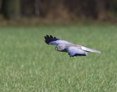 Blauwe Kiekendief - Hen Harrier