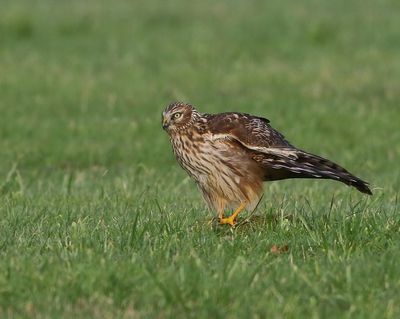 Blauwe Kiekendief - Hen Harrier