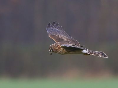 Blauwe Kiekendief - Hen Harrier