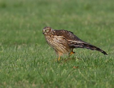 Blauwe Kiekendief - Hen Harrier