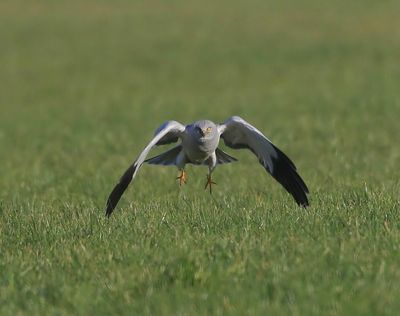 Blauwe Kiekendief - Hen Harrier