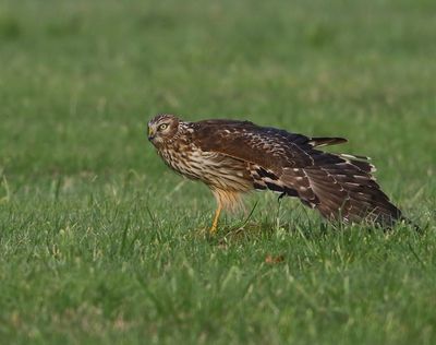 Blauwe Kiekendief - Hen Harrier