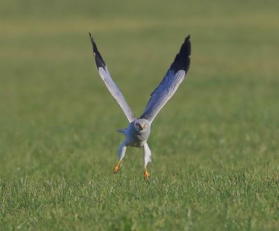 Blauwe Kiekendief - Hen Harrier