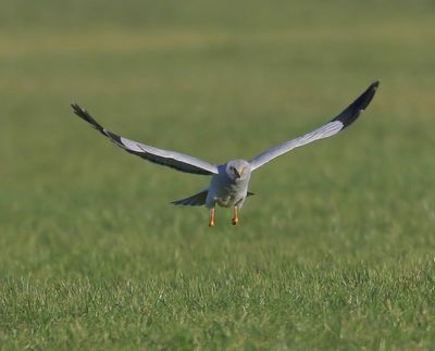 Blauwe Kiekendief - Hen Harrier