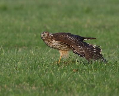 Blauwe Kiekendief - Hen Harrier