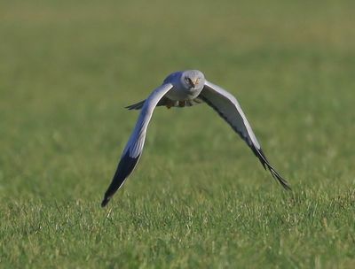 Blauwe Kiekendief - Hen Harrier