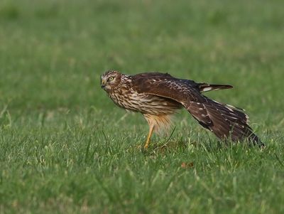 Blauwe Kiekendief - Hen Harrier