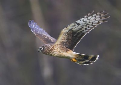 Blauwe Kiekendief - Hen Harrier