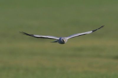 Blauwe Kiekendief - Hen Harrier