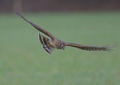 Blauwe Kiekendief - Hen Harrier