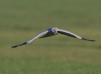 Blauwe Kiekendief - Hen Harrier