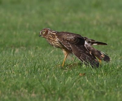 Blauwe Kiekendief - Hen Harrier