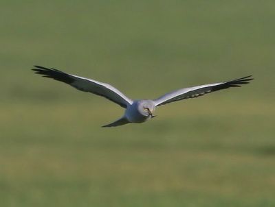 Blauwe Kiekendief - Hen Harrier