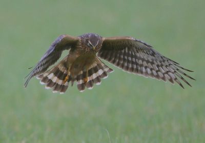 Blauwe Kiekendief - Hen Harrier