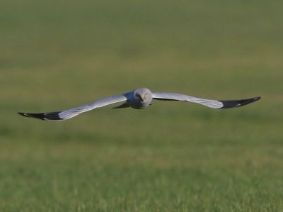 Blauwe Kiekendief - Hen Harrier