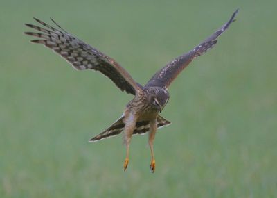 Blauwe Kiekendief - Hen Harrier