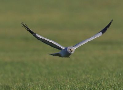 Blauwe Kiekendief - Hen Harrier