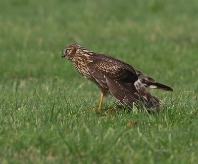 Blauwe Kiekendief - Hen Harrier