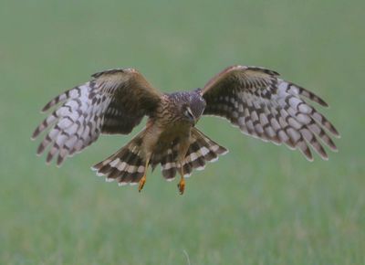 Blauwe Kiekendief - Hen Harrier