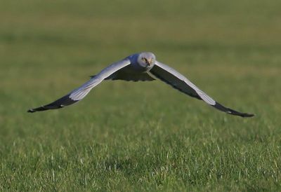 Blauwe Kiekendief - Hen Harrier