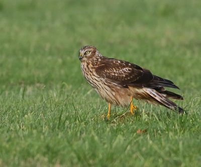 Blauwe Kiekendief - Hen Harrier