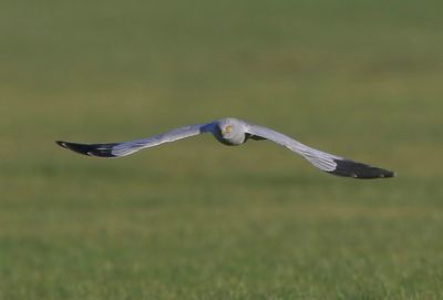 Blauwe Kiekendief - Hen Harrier
