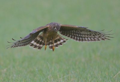 Blauwe Kiekendief - Hen Harrier