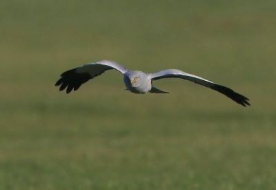 Blauwe Kiekendief - Hen Harrier