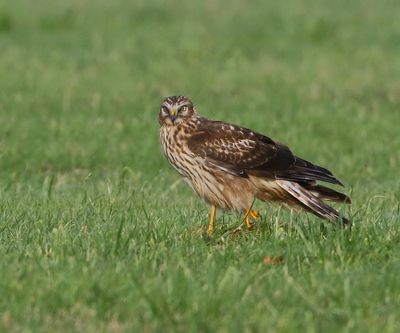 Blauwe Kiekendief - Hen Harrier