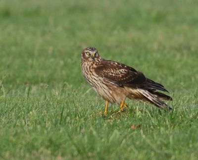 Blauwe Kiekendief - Hen Harrier