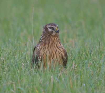 Blauwe Kiekendief - Hen Harrier