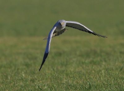 Blauwe Kiekendief - Hen Harrier