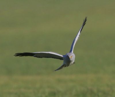Blauwe Kiekendief - Hen Harrier
