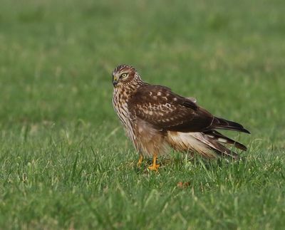 Blauwe Kiekendief - Hen Harrier