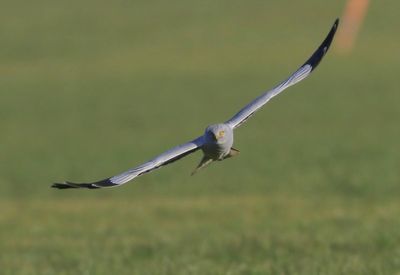 Blauwe Kiekendief - Hen Harrier