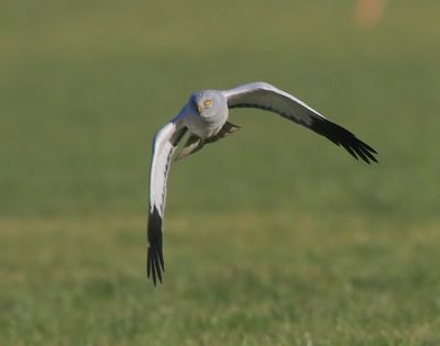 Blauwe Kiekendief - Hen Harrier