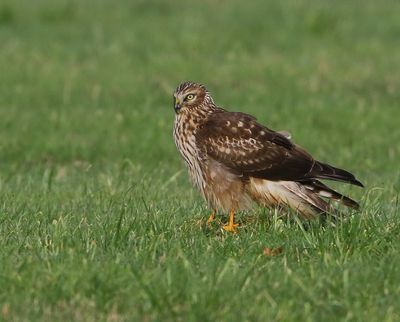 Blauwe Kiekendief - Hen Harrier