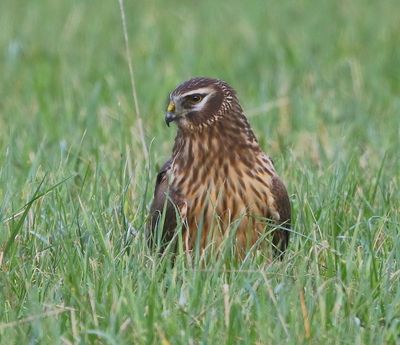 Blauwe Kiekendief - Hen Harrier
