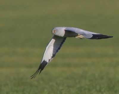 Blauwe Kiekendief - Hen Harrier
