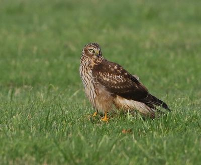 Blauwe Kiekendief - Hen Harrier