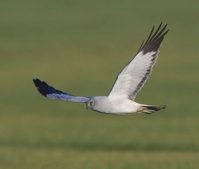 Blauwe Kiekendief - Hen Harrier