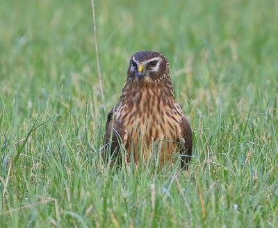 Blauwe Kiekendief - Hen Harrier