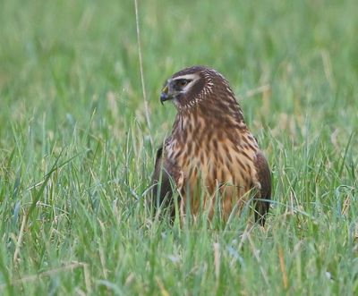 Blauwe Kiekendief - Hen Harrier