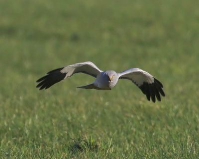 Blauwe Kiekendief - Hen Harrier