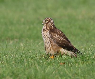 Blauwe Kiekendief - Hen Harrier