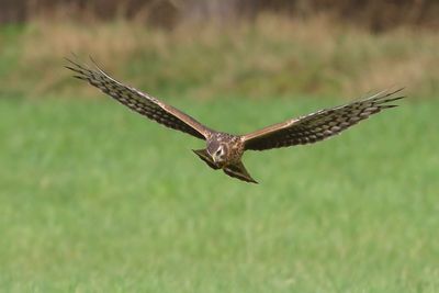 Blauwe Kiekendief - Hen Harrier